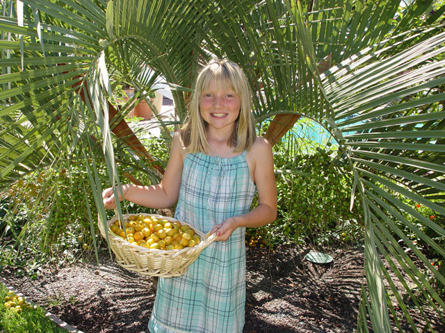Pindo or Jelly Palm