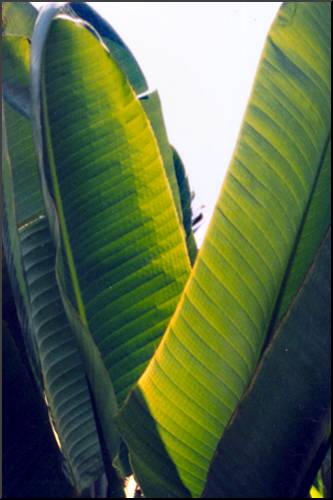 Giant Bird of Paradise