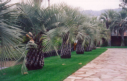 Pindo or Jelly Palm