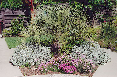 Pindo or Jelly Palm