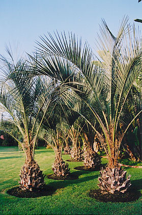 Pindo or Jelly Palm