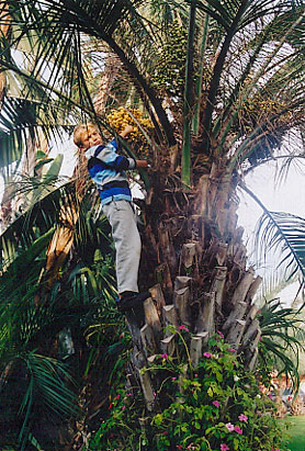 Pindo or Jelly Palm