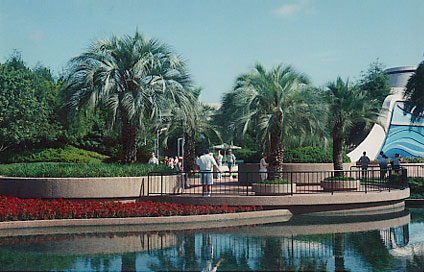 Pindo or Jelly Palm