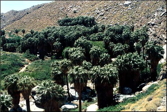 California Fan Palm