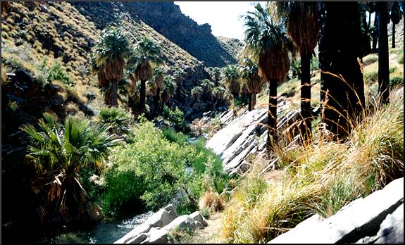 California Fan Palm