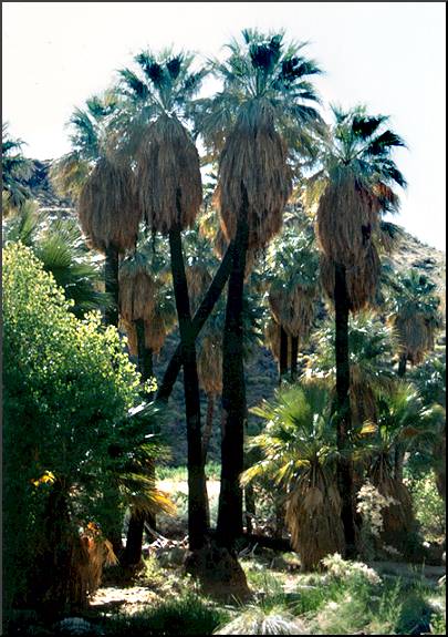 California Fan Palm