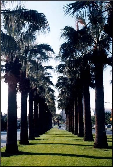 California Fan Palm