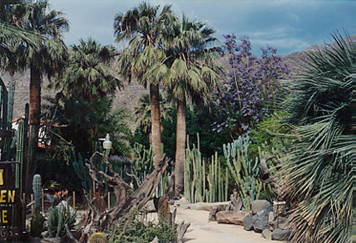 California Fan Palm