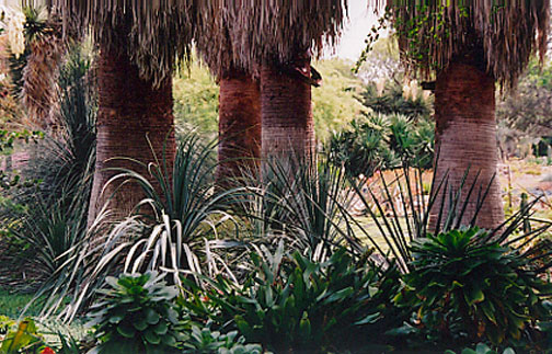 California Fan Palm