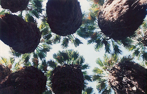 California Fan Palm