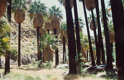 California Fan Palm
