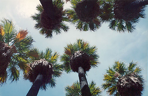 California Fan Palm