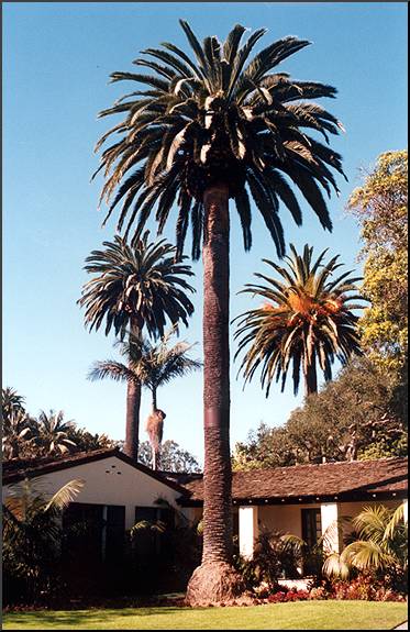 Canary Island Date Palm