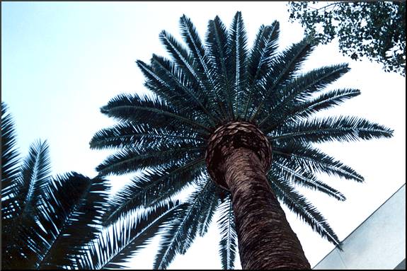 Canary Island Date Palm