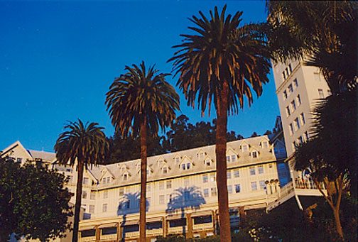 Canary Island Date Palm