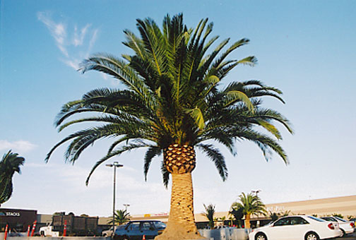 Canary Island Date Palm