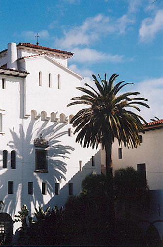 Canary Island Date Palm