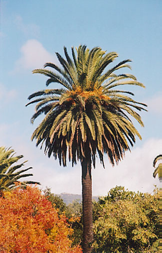 Canary Island Date Palm