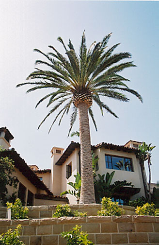 Canary Island Date Palm
