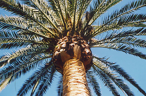 Canary Island Date Palm