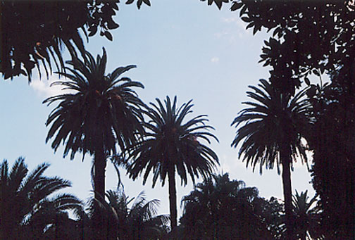 Canary Island Date Palm