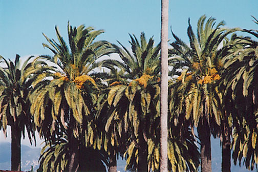 Canary Island Date Palm