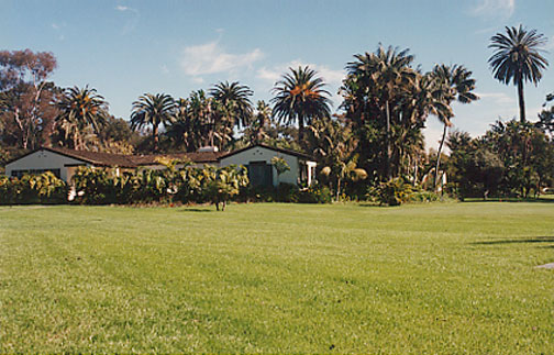 Canary Island Date Palm