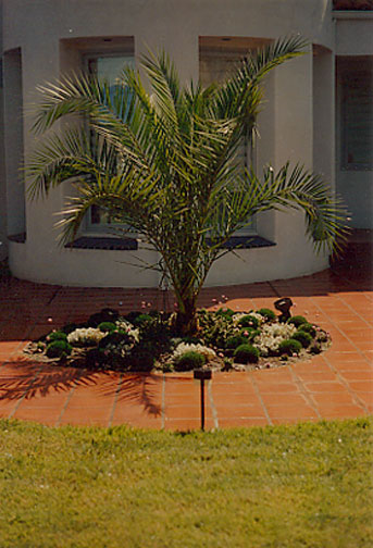 Canary Island Date Palm