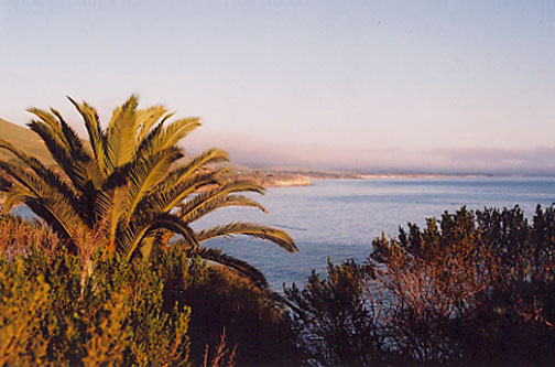 Canary Island Date Palm
