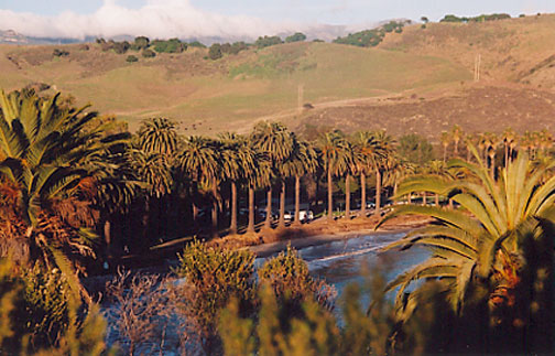 Canary Island Date Palm