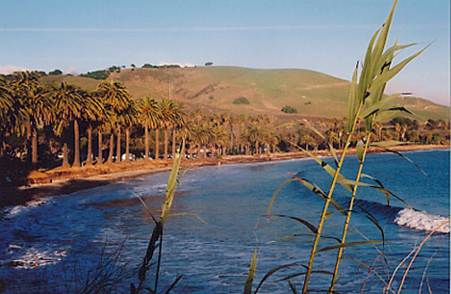 Canary Island Date Palm