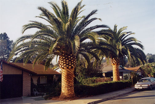 Canary Island Date Palm