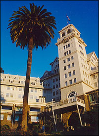 Canary Island Date Palm Trees