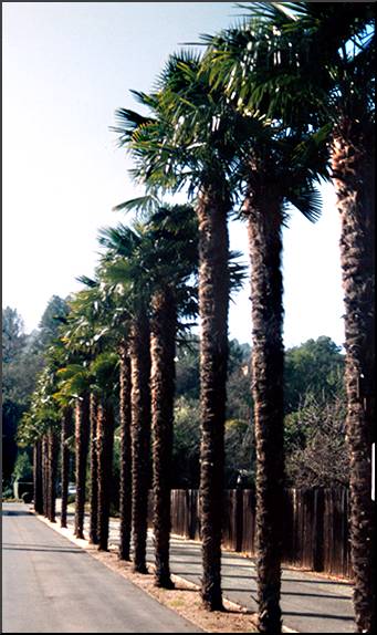 Chinese Fan Palm