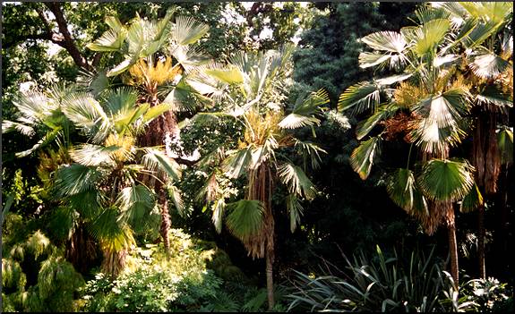 Chinese Fan Palm