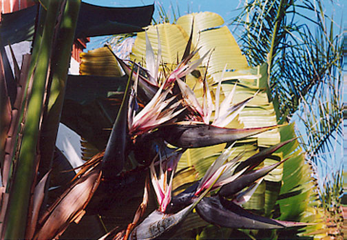 Giant Bird of Paradise