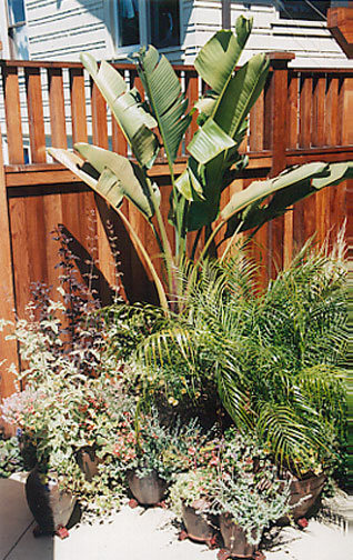 Giant Bird of Paradise