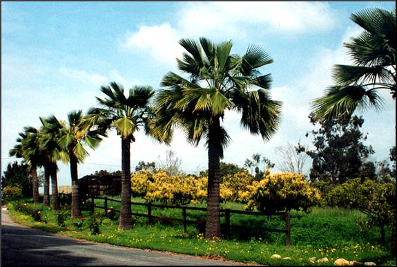 The Guadalupe Island Palm