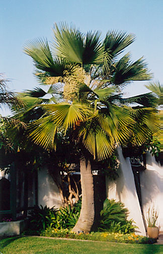 Giant Bird of Paradise