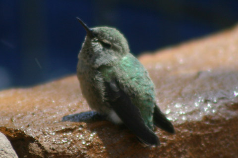 hummingbird