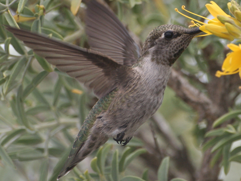 hummingbird