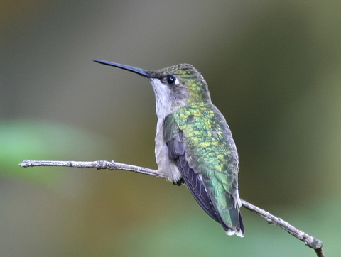 hummingbird