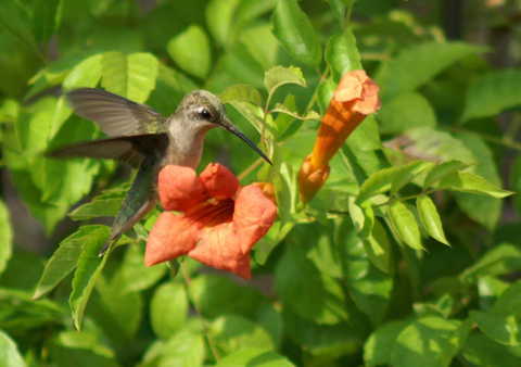 hummingbird