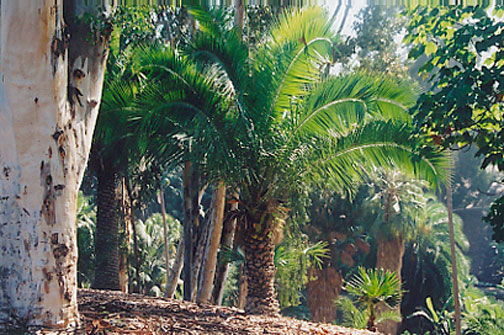 Kentia Palm