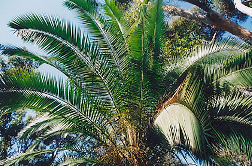 Kentia Palm