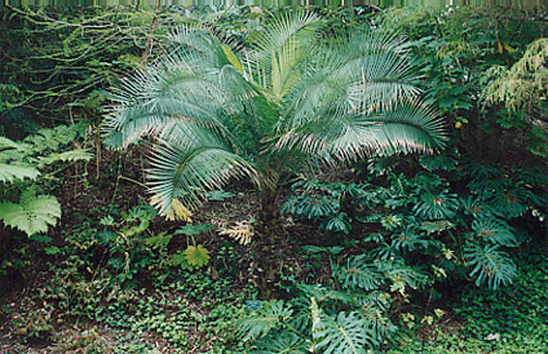 Kentia Palm