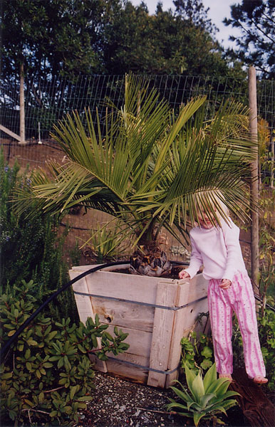 Kentia Palm