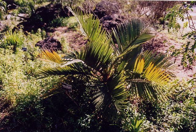 Kentia Palm