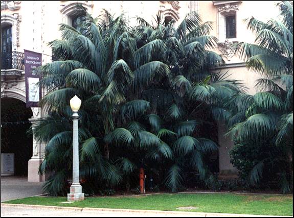Kentia Palm