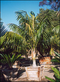 Kentia Palm